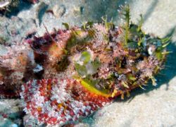 Blending Out! These fish blend in so well with coral, but... by Becky Kagan 